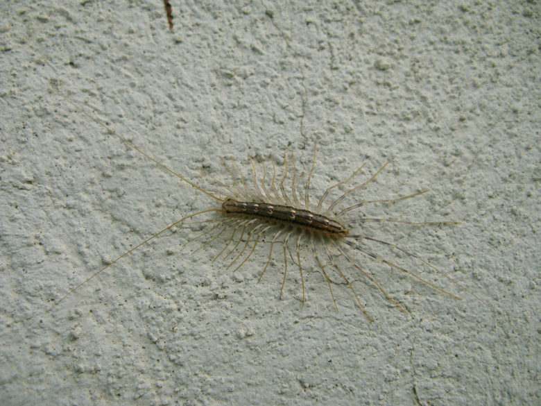 da identificare (Scutigera)